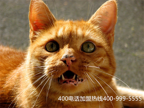 (400電話辦理的優(yōu)點(diǎn))(400電話申請(qǐng)一般需要多長(zhǎng)時(shí)間)